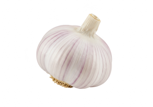 Single bulb of fresh garlic with purple stripes, isolated on transparent background