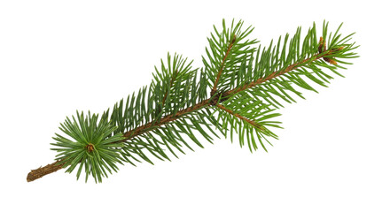 Lush Green Fir Branch, Isolated on Black