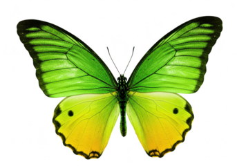 A beautiful green and yellow butterfly with black markings on its wings, isolated on a transparent background