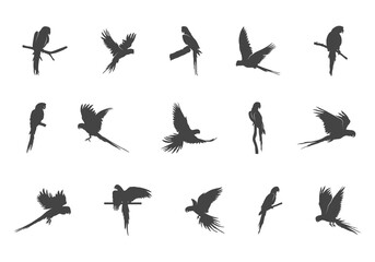 Macaw silhouette, Macaw svg, Macaw parrot silhouette, Parrot svg, Parrot silhouette, Flying macaw silhouette, Flying macaw svg.  © DesignLands 
