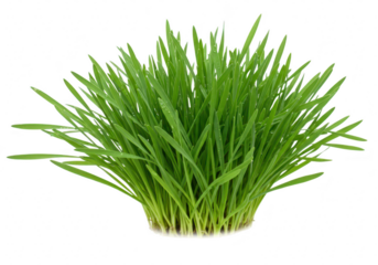 A clump of fresh green grass with water droplets, isolated on transparent background