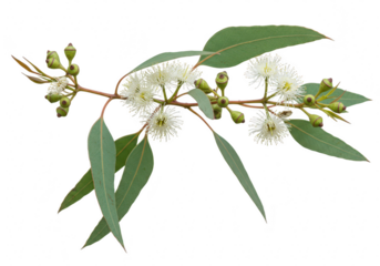 Eucalyptus blossom with buds and leaves isolated on transparent background