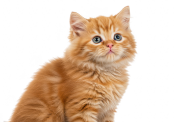 A cute fluffy orange ginger tabby kitten with blue eyes looking up curiously, isolated on transparent background