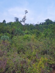 trees in the mountains