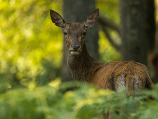 Biche, reine des forêts