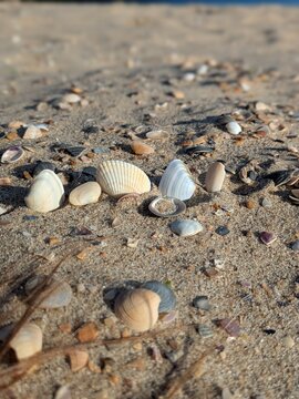 shells on the beach