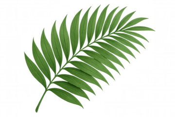 Vivid green tropical palm frond, transparent backdrop highlighting lush botanical texture against clean background