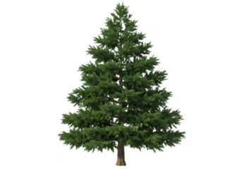 A tall, full evergreen conifer tree with lush green needles, isolated on a transparent background