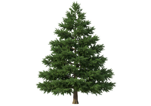 A tall, full evergreen conifer tree with lush green needles, isolated on a transparent background