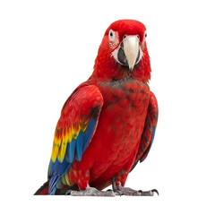 Obraz premium Scarlet Macaw: Vibrant Parrot Pictures & Detailed Information