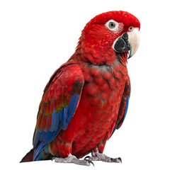 Scarlet Macaw: Vibrant Parrot Photography