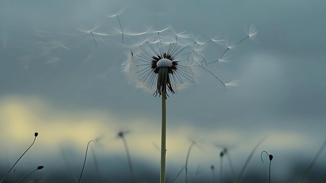 Lonely dandelion with flying seeds in the wind. Symbol of sadness, grief, solitude and fleeting life. Poetic and emotional nature background for loss, mourning and farewell themes