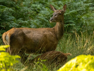 biche et son faon