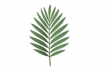 Green tropical leaf, photorealistic 3d rendering, transparent background, highlighting natural botanical details for design projects