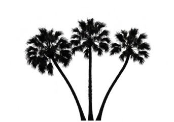 Silhouette of three palm trees with lush leaves, isolated on a transparent background
