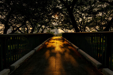 An elevated path with shady trees casting shadows in the early morning