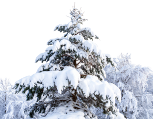 A - Realistic tall pine tree with branches weighed down by thick