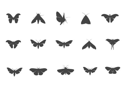 Moth Svg, Moth Silhouette, Butterfly Moth Svg, Moth Flying Silhouette, Moth Flying Svg, Butterfly Moth Svg.
