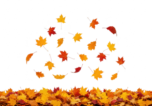 Colorful autumn maple leaves falling and floating in the air, isolated on transparent background with a pile of leaves on the ground