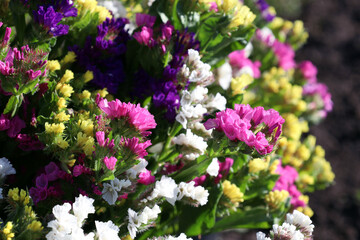 summer flowering of multi-colored dried flowers (lat. Limonium)