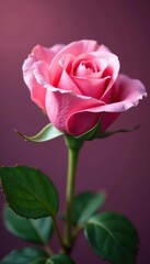 Fototapeta premium Close-up of a pink damask rosebud Ideal for cosmetics & cards , green, isolated