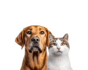 A dog and a cat sitting together and looking directly at the camera