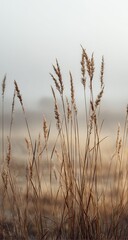Fototapeta premium Tall, dried grasses in a hazy field, soft focus, autumn, natural beauty