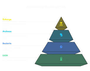 Fototapeta premium Evolutionary Hierarchy of Life diagram illustrating Eukarya, Archaea, Bacteria, and LUCA