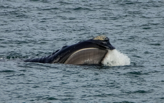 Whale in the water with baleen 