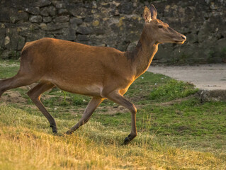 Biche, reine des forêts