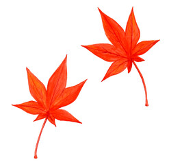 手描き水彩の真っ赤な紅葉のイラスト