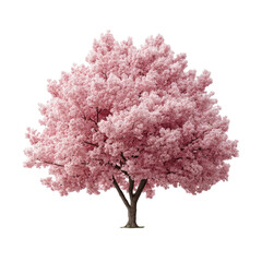 Obraz premium Natural Blooming Tree with Pink or White Blossoms Transparent Background
