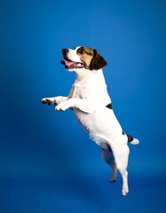 Dog leaping, vibrant blue background