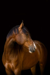 Fototapeta premium Elegant Berber Arabian horse portrait on black background