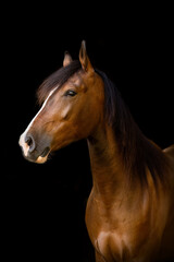 Obraz premium Elegant Berber Arabian horse portrait on black background
