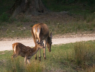 biche et son faon