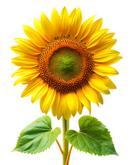 Obraz premium yellow sunflower with green leaf isolated on white background png, ai generated.