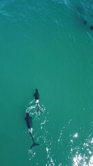 Dolphins in turquoise water (3)