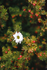 A single white daisy blooming within the green branches of a yew bush with small red berries,...