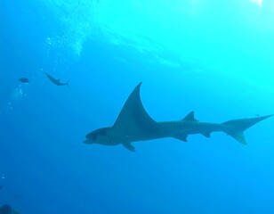 Fototapeta premium Oceanic Manta Ray Underwater Profile Shot