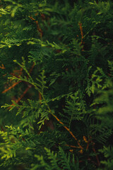 A detailed close-up of lush green conifer branches with a dense, textured foliage, creating a beautiful natural pattern.
