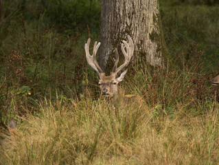 cerf, le roi de la forêt
