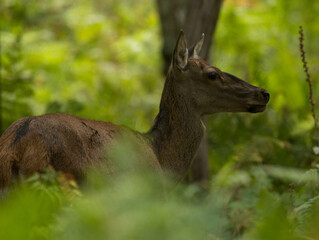 Biche, reine des forêts