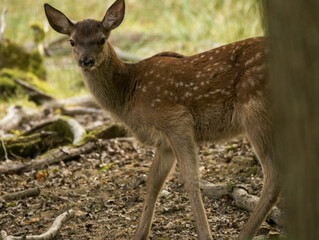 faon, bambi des forêts
