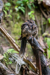 Andean Potoo Camouflaged on Forest Branch