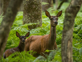 biche et son faon