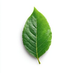 Obraz premium Green leaf isolated on white background