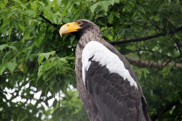 Bald eagle perched high in a tree over a lake in a national park