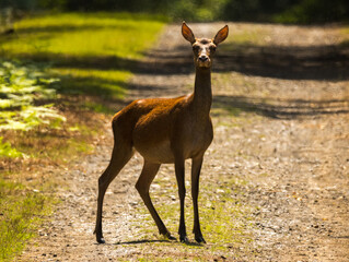 Biche, reine des forêts