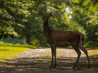 Biche, reine des forêts
